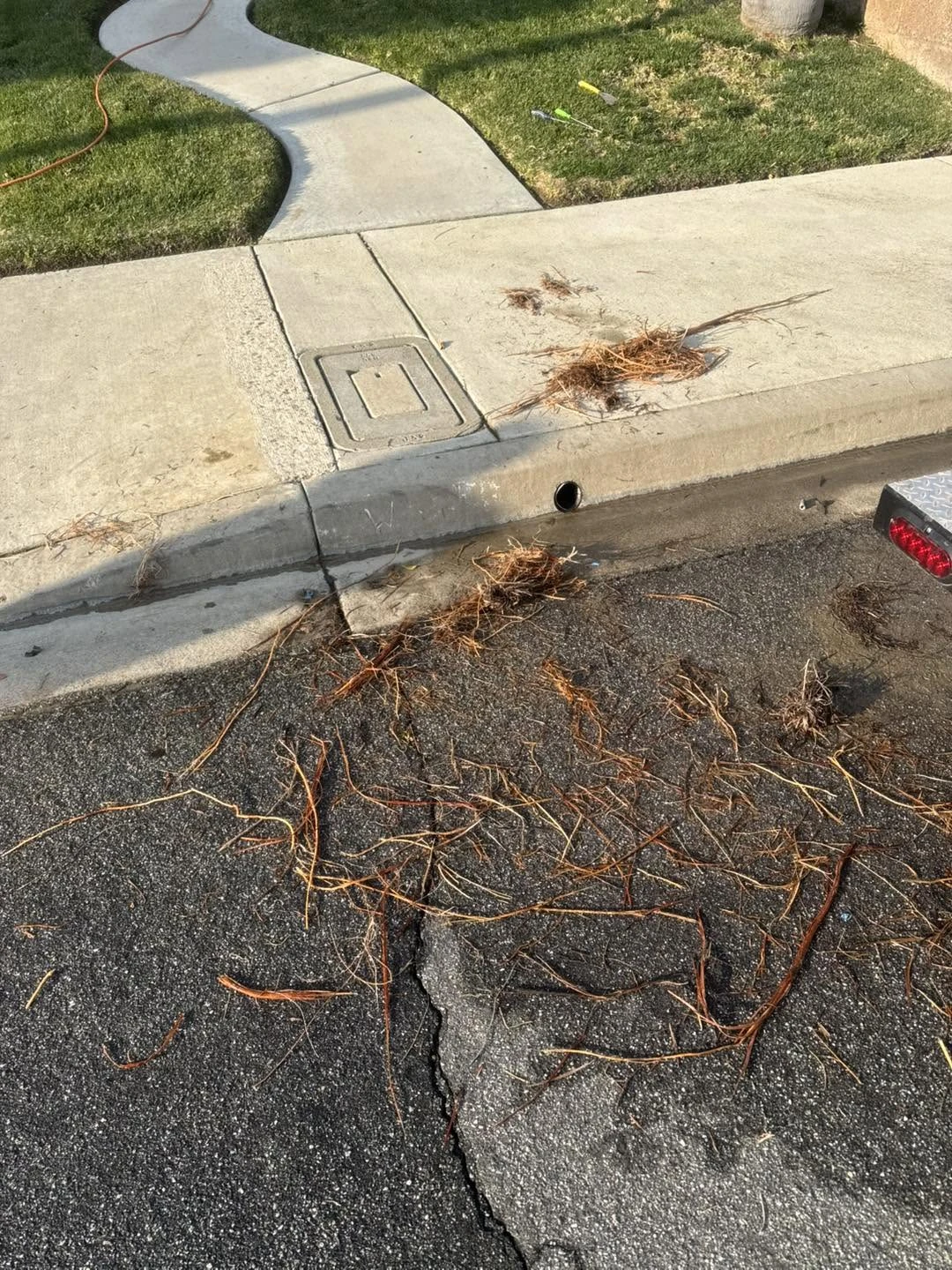 Roots removed from a storm drain by SoCal Rooter, from our Facebook project photos